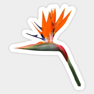 Bird of Paradise Cutout Sticker